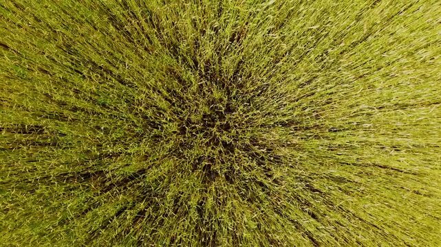 Static drone shot of rippling oat field glowing softly in evening sunlight