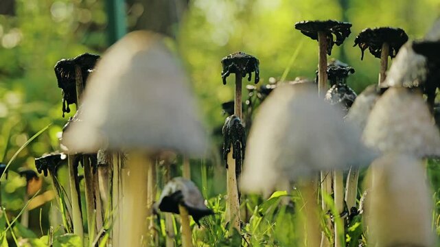 Closeup slow motion of ink cap mushrooms bending softly in sunrise wind