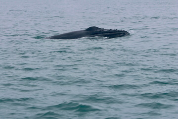 Naklejka premium Humpback whale near Húsavík port in northern Iceland