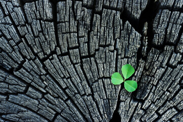 Green plant leaf on wooden background