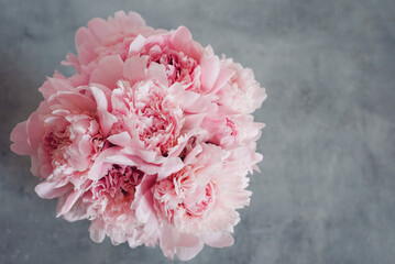 Heap of beautiful fresh pink peonies in full bloom on gray background, top down view. Negative space for text.