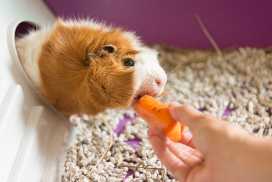 Cropped hand of woman feeding carrot to guinea pig