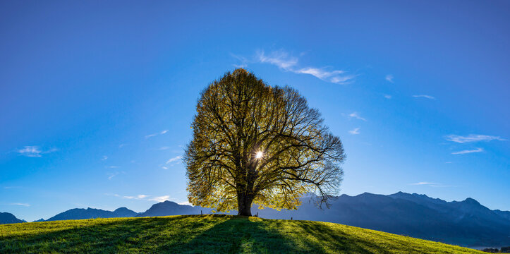 Germany, Bavaria, Allgaeu, Friedenslinde at Wittelsbacher Hoehe