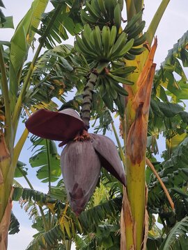 Bananenpalme. Fruchtst&auml;nde h&auml;ngen vom Baum. Bananenbl&uuml;te. Tropische Szene. Nat&uuml;rliche Umgebung. Strahlendes Gr&uuml;n. Fotografie der &uuml;ppigen Natur. Minimalistischer Ansatz. Vegetarische Nahrung. Veganes.
