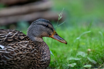 Fototapeta premium Duck