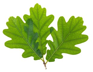 Three bright green oak leaves with detailed veins isolated against a white background, showing texture and form