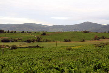 Fototapeta premium Cacabelos Wine Region Farmhouse July 2024