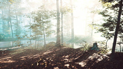 Obraz premium Sunlight breaks through the trees in a tranquil forest scene during early morning. Mist hangs low over the ground, casting a dreamy atmosphere over the vibrant foliage and calm water nearby.