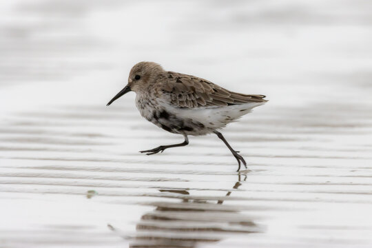 three-toed sandpiper