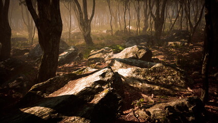 Obraz premium Golden sunlight filters through the trees, illuminating the forest floor. Large stones are scattered among leaves, creating a serene and enchanting atmosphere. Nature awakens in the quiet morning.