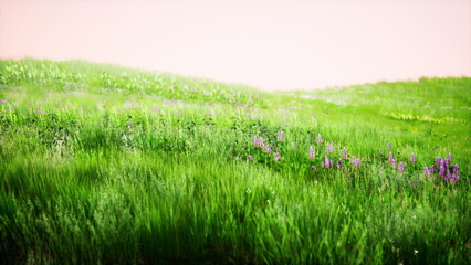 Obraz premium A beautiful meadow stretches across the landscape, covered in lush green grass and dotted with clusters of vibrant purple flowers. The soft light creates a peaceful atmosphere.