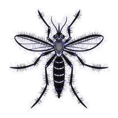 Obraz premium Aedes aegypti mosquito