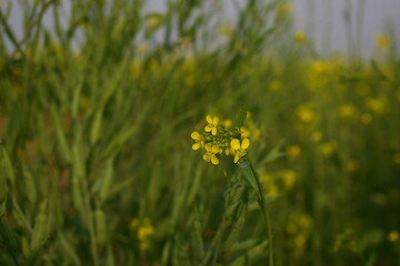 Obraz premium Mustard Flower Close-Up - Golden Beauty of Rural Fields. A close-up view of mustard flowers reveals the delicate structure and vibrant yellow petals that brighten winter landscapes across Bangladesh. 