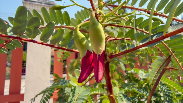 Red Sesbania Flower on Tree &ndash; Thai Edible Herbal Plant (Sesbania Grandiflora)