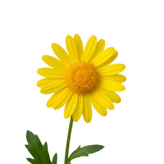 Yellow daisy flower
