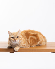 munchkin cat portrait