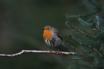 Fototapeta premium robin