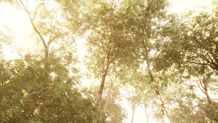 Fototapeta premium Bright sunlight streams through the dense canopy of trees, illuminating the greenery in a serene forest. The atmosphere is warm and inviting, creating a peaceful natural scene.
