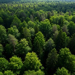 Obraz premium Vast and lush green forest canopy, a breathtaking aerial view of dense woodland teeming with life and natural beauty
