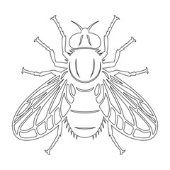 illustration of a fly