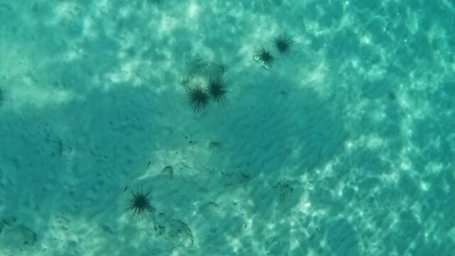 Sea urchins on a sandy seabed
