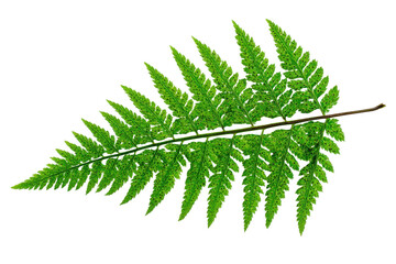 A vibrant green fern frond isolated on transparent background. Single vibrant green fern leaf botanical isolated on white background.