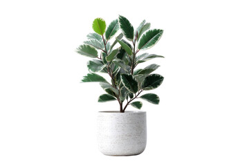 Obraz premium Variegated ficus elastica plant in a white pot isolated on transparent background. Variegated ficus plant in white modern pot, cutout isolated on white background.