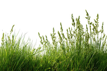 Tall green grass stalks illuminated by sunlight isolated on transparent background. Lush fresh green grass and seed heads for design projects isolated on white background.