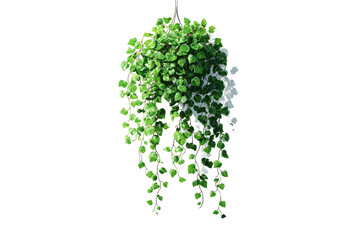Fototapeta premium Cascading green heart shaped leaves hanging plant isolated on transparent background. Lush green hanging plant, for fresh interior design isolated on white background.