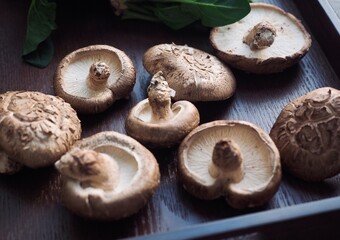 신선한 유기농 표고버섯