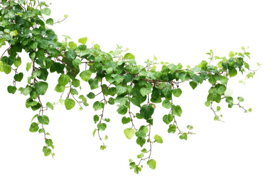 Green vine with delicate leaves isolated on transparent background. Green ivy vine with fresh leaves trailing gracefully isolated on white background.