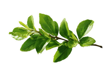 Green leaves on a branch isolated on transparent background. Fresh green branch with new leaves isolated on white background.