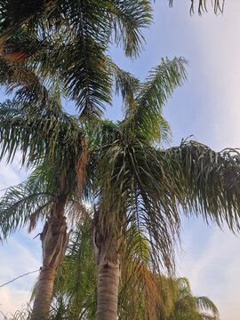 Palmenfotografie. Minimalistischer Ansatz. Tageslicht. Im Freien. Fr&uuml;chte von Palmen. Gr&uuml;nes Blattwerk. &Uuml;ppige Vegetation. Tropische Szene. &Ouml;kologische Umgebung. Himmel mit Wolken. Windiges Wetter. Ba