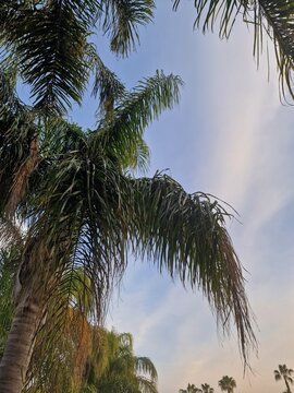 Palmenfotografie. Minimalistischer Ansatz. Tageslicht. Im Freien. Fr&uuml;chte von Palmen. Gr&uuml;nes Blattwerk. &Uuml;ppige Vegetation. Tropische Szene. &Ouml;kologische Umgebung. Himmel mit Wolken. Windiges Wetter. Ba