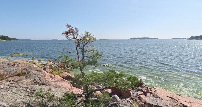 Coastal view on a sunny summer day with pine tree growing directly out of the rockPentala, Espoo, Finland, Europe.