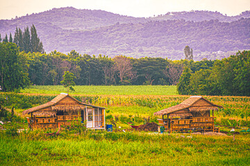 Fototapeta premium Peaceful Traditional Bamboo Huts in Rural Landscape