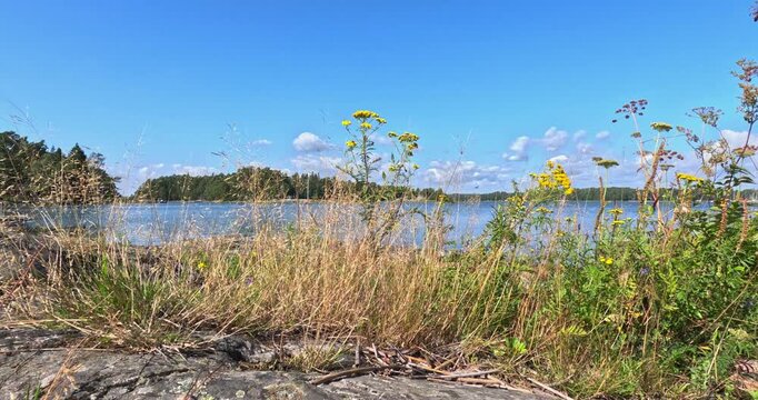 Scenic coastal view with dry grasses and yellow wildflowers in the foreground in sunny summer weatherPentala, Espoo, Finland, Europe.