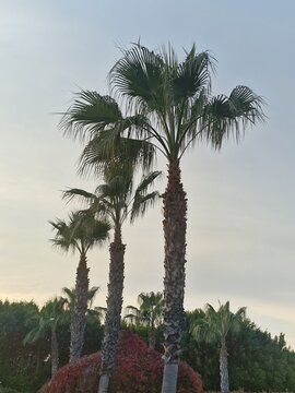 Palmenfotografie. Minimalistischer Ansatz. Tageslicht. Im Freien. Fr&uuml;chte von Palmen. Gr&uuml;nes Blattwerk. &Uuml;ppige Vegetation. Tropische Szene. &Ouml;kologische Umgebung. Himmel mit Wolken. Windiges Wetter. Ba