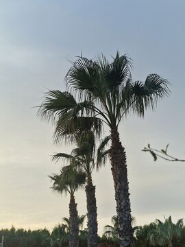 Palmenfotografie. Minimalistischer Ansatz. Tageslicht. Im Freien. Fr&uuml;chte von Palmen. Gr&uuml;nes Blattwerk. &Uuml;ppige Vegetation. Tropische Szene. &Ouml;kologische Umgebung. Himmel mit Wolken. Windiges Wetter. Ba