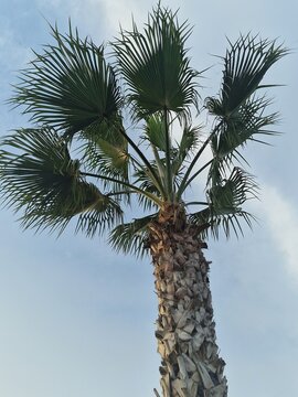 Palmenfotografie. Minimalistischer Ansatz. Tageslicht. Im Freien. Fr&uuml;chte von Palmen. Gr&uuml;nes Blattwerk. &Uuml;ppige Vegetation. Tropische Szene. &Ouml;kologische Umgebung. Himmel mit Wolken. Windiges Wetter. Ba