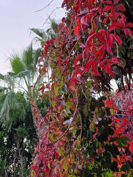 Palmenfotografie. Minimalistischer Ansatz. Tageslicht. Im Freien. Fr&uuml;chte von Palmen. Rotes Blattwerk. &Uuml;ppige Vegetation. Tropische Szene. &Ouml;kologische Umgebung. Himmel mit Wolken. Windiges Wetter. 