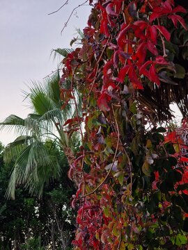 Palmenfotografie. Minimalistischer Ansatz. Tageslicht. Im Freien. Fr&uuml;chte von Palmen. Rotes Blattwerk. &Uuml;ppige Vegetation. Tropische Szene. &Ouml;kologische Umgebung. Himmel mit Wolken. Windiges Wetter. 