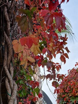 Palmenfotografie. Minimalistischer Ansatz. Tageslicht. Im Freien. Fr&uuml;chte von Palmen. Rotes Blattwerk. &Uuml;ppige Vegetation. Tropische Szene. &Ouml;kologische Umgebung. Himmel mit Wolken. Windiges Wetter. 