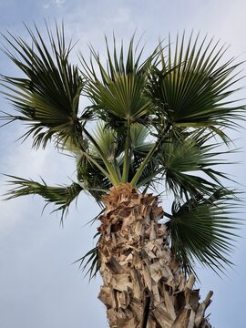 Palmenfotografie. Minimalistischer Ansatz. Tageslicht. Im Freien. Fr&uuml;chte von Palmen. Gr&uuml;nes Blattwerk. &Uuml;ppige Vegetation. Tropische Szene. &Ouml;kologische Umgebung. Himmel mit Wolken. Windiges Wetter. Ba