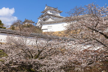 春の姫路城と桜　兵庫県姫路市にて