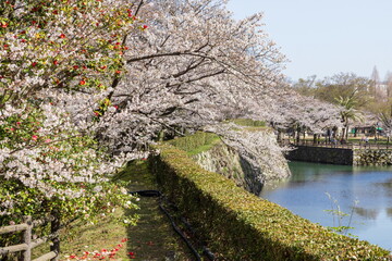 春の姫路城と桜　兵庫県姫路市にて