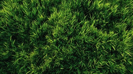 Lush green grass texture background, top view natural lawn pattern