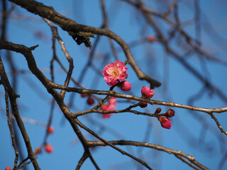 植物　自然　春　花　風景