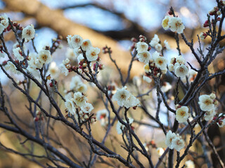 植物　自然　春　花　風景