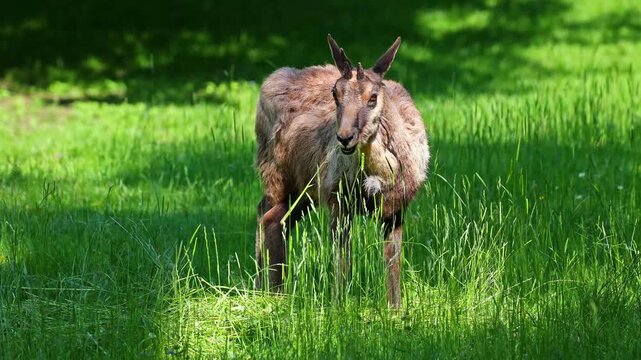 Apennine chamois, Rupicapra pyrenaica ornata, is living in the Abruzzo-Lazio-Molise National Park in Italy and the Pyrenees in Spain